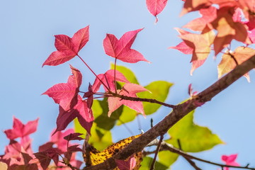 Beautiful Maple Leaves Blossom on tree branches with nature blurred background, Kop Dong, Doi Ang Khang, Chiang Mai, Thailand.