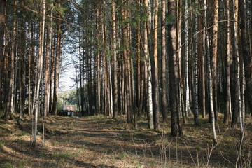 trees in forest