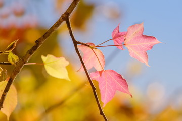 Obraz premium Beautiful Maple Leaves Blossom on tree branches with nature blurred background, Kop Dong, Doi Ang Khang, Chiang Mai, Thailand.
