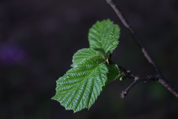 Green leaves on a twig close-up