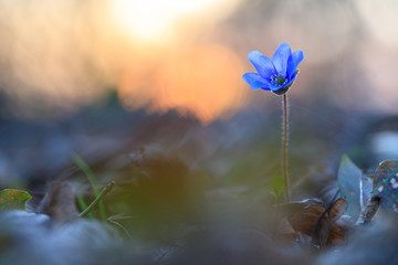 Hepatica flower in the natural environment during sunset