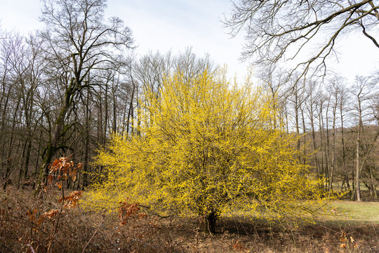 A flowering cornelian cherry dogwood in springtime