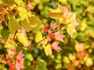 Beautiful Maple Leaves Blossom on tree branches with nature blurred background, Kop Dong, Doi Ang Khang, Chiang Mai, Thailand.