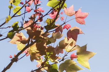 Fototapeta premium Beautiful Maple Leaves Blossom on tree branches with nature blurred background, Kop Dong, Doi Ang Khang, Chiang Mai, Thailand.