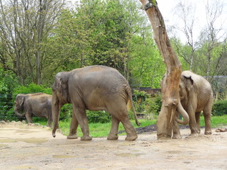 elephants