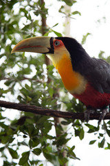 Toucan