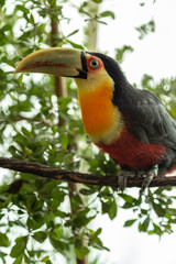 Toucan