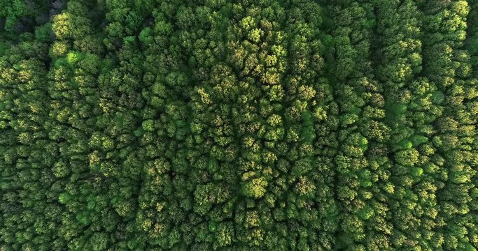 Dense forest mountain landscapes at sunset. Air view Ukraine. Top view