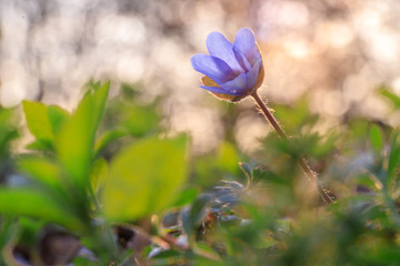 Hepatica flower in the natural environment during sunset