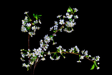 Cherry blossoms on black background