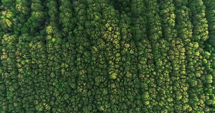 Dense forest mountain landscapes at sunset. Air view Ukraine. Top view