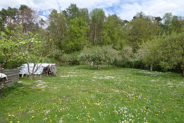 Blumen auf einer Wiese/Schrebergarten