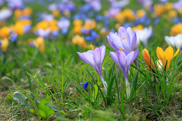 Crocus flowers in meadow.