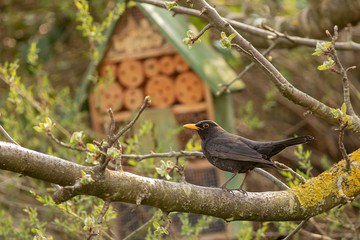 blackbird in the apple tree in the background nesting and wintering help for insects