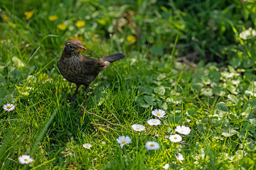 Blackbird in the garden between grass and daisies