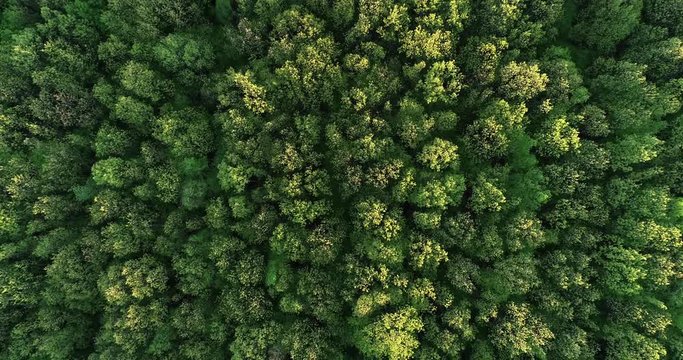 Dense forest mountain landscapes at sunset. Air view Ukraine. Top view