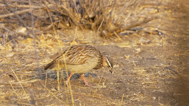 Side View of a Crested Francolin Scanning the Horizon and Walking Cautiously.