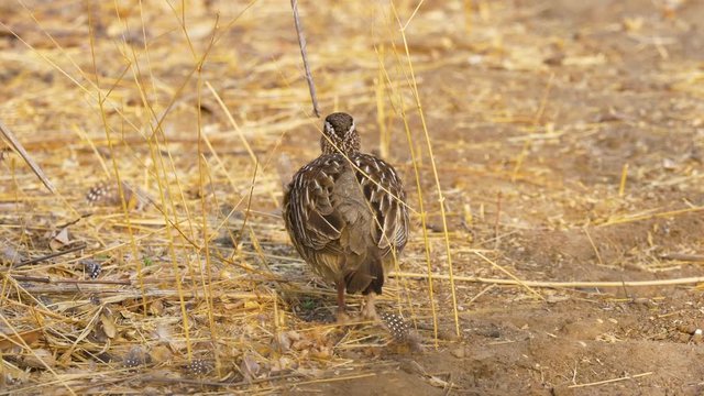 Rear View of a Crested Francolin Walking through the Dirt.