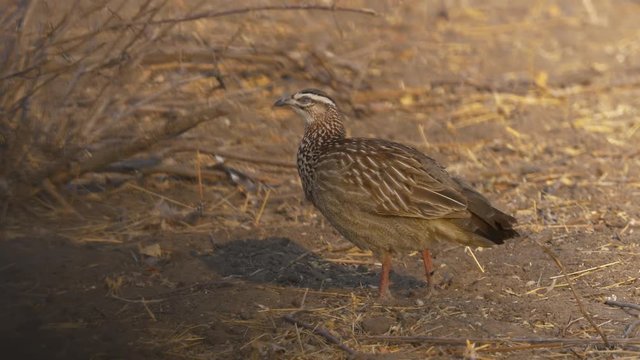 Crested Francolin Wondering on the Dirt Covered Ground of Africa.