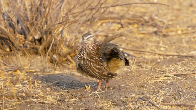 Side View of a Crested Francolin Preening His Feathers.