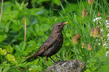 female blackbird