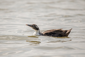 Fototapeta premium female brown and white colored duck