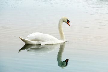 Swan. Beautiful swan on the water. Beautiful bird