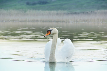 Fototapeta premium Swan. Beautiful swan on the water. Beautiful bird