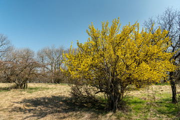 Fototapeta premium A flowering cornelian cherry dogwood in springtime