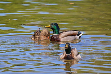 three mallard swimming on lake Ammersee one female two male ducks