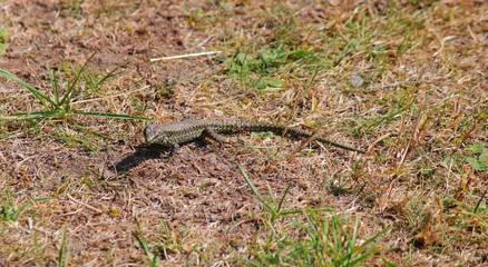 Eidechsen im Garten 
