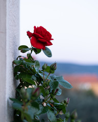 Fototapeta na wymiar Red rose climbing on a wall of a house