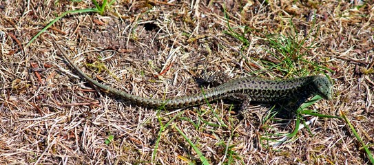Eidechsen im Garten 