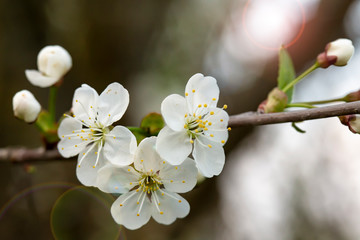 Beautiful white flowers and plum buds (Prunus domestica), on a blurred background. Macro.