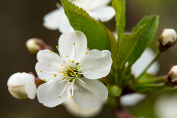 Beautiful white flowers and plum buds (Prunus domestica), on a blurred background. Macro.