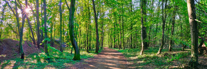 Wald Panorama mit einem Weg durch die Mitte. Oben Links scheint die Sonne durch die Baumkronen, die Sonnenstrahlen und Sonnenstern durchfluten die grünen Bäume.