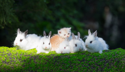 white rabbits and kittens on the grass