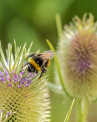 Hummel bei der Arbeit