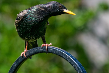 Starling (Sturnus vulgaris) on garden bird feeder