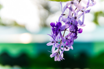 Beautiful orchid flowers. Orchid flowers with leaves on out of focus garden background