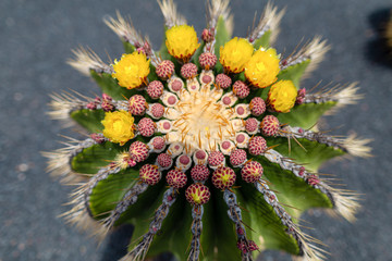 Colorful cactus plants varieties growing on volcanic lava sand soil in cactus garden near Quatiza,...