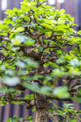 Bonsai in the garden of a cafe