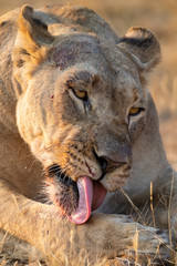 Portrait of a big lioness licking the blood from her face after eating a kill