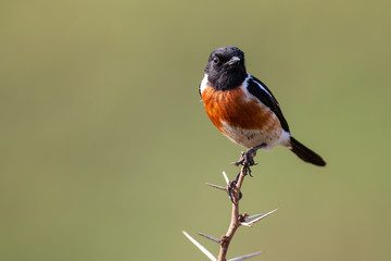 Close-up of a Stonechat male sitting on a perch with soft green background