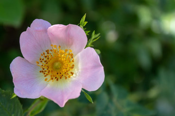 Sweetbrier Flower Spring Blossom Closeup