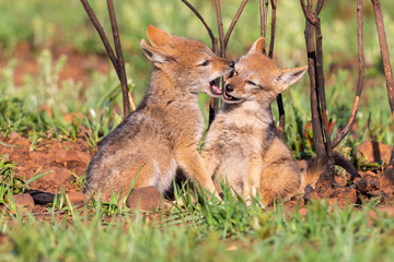 Two Black Backed Jackal puppies play in short green grass to develop skills