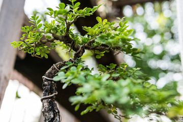 Bonsai in the garden of a cafe