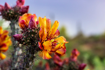 Fototapeta na wymiar Close Up Of Cactus Flower Blooming In AZ Desert