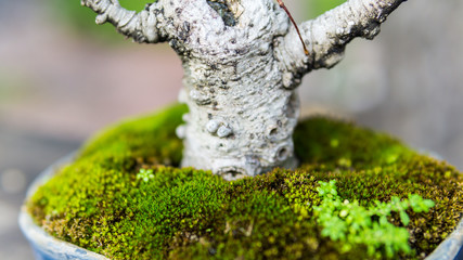 Bonsai in the garden of a cafe