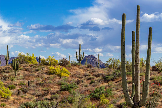 Arizona Sonoran Desert Landscape In The Spring © Ray Redstone
